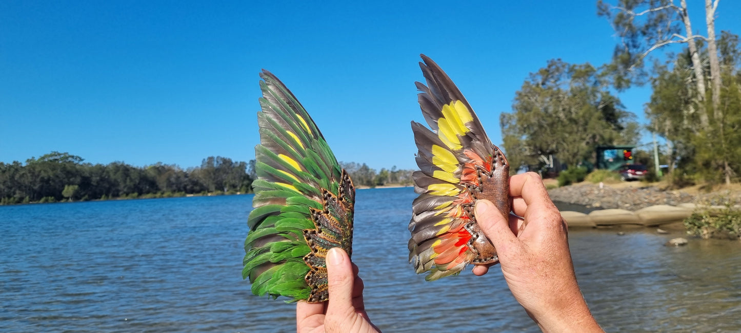 Lorikeet wing smudge fans