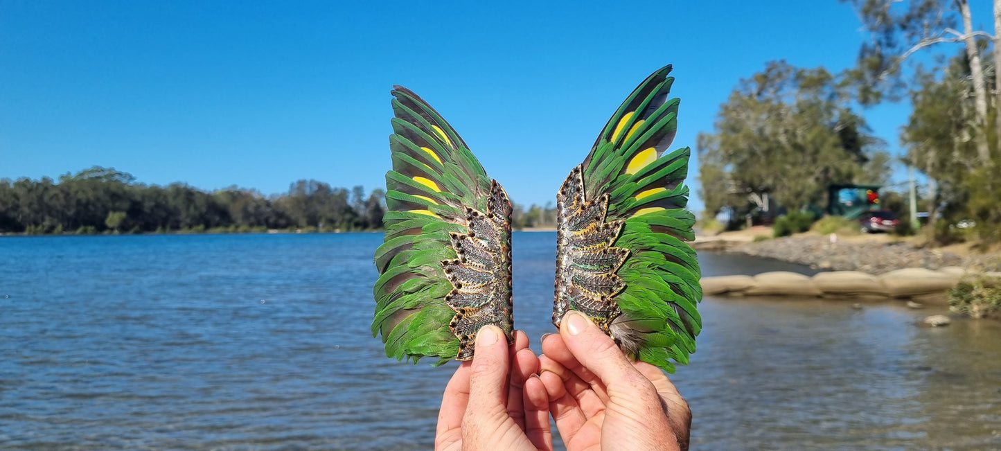 Lorikeet wing smudge fans