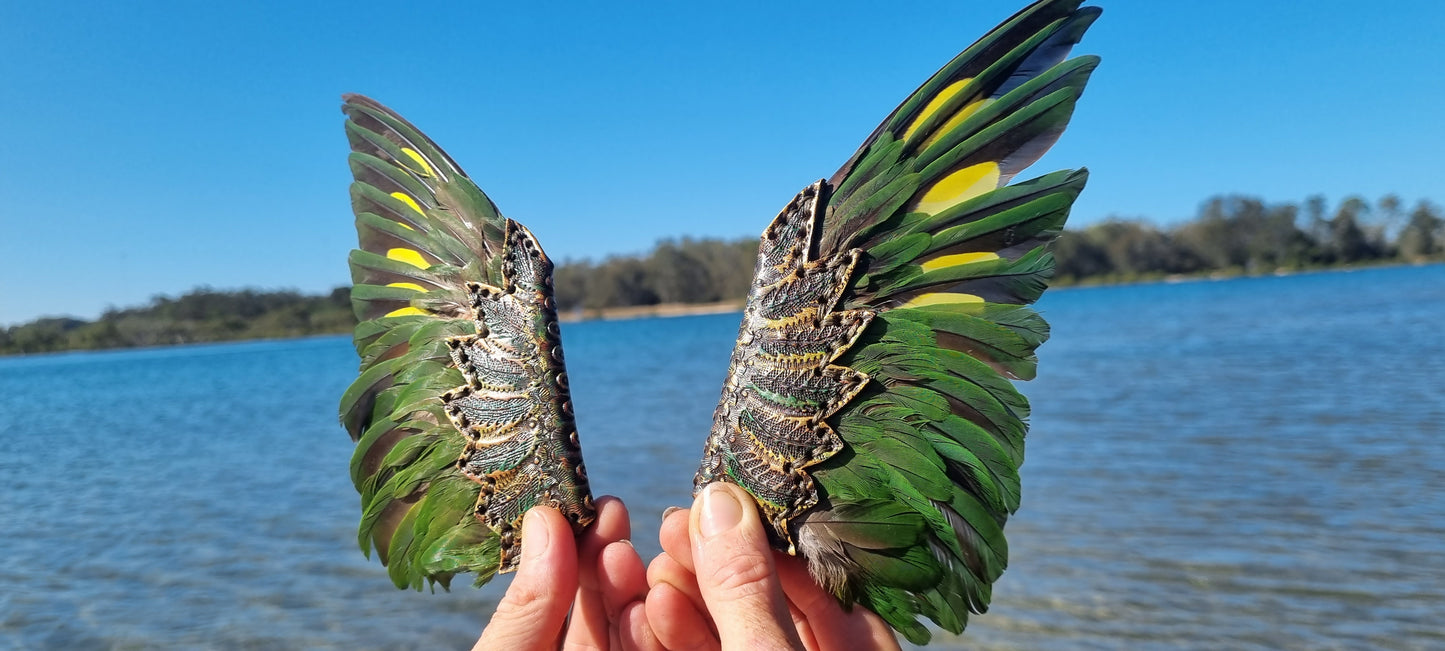 Lorikeet wing smudge fans