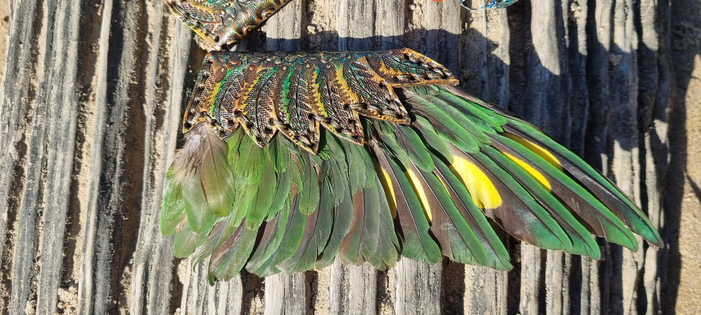 Lorikeet wing smudge fans