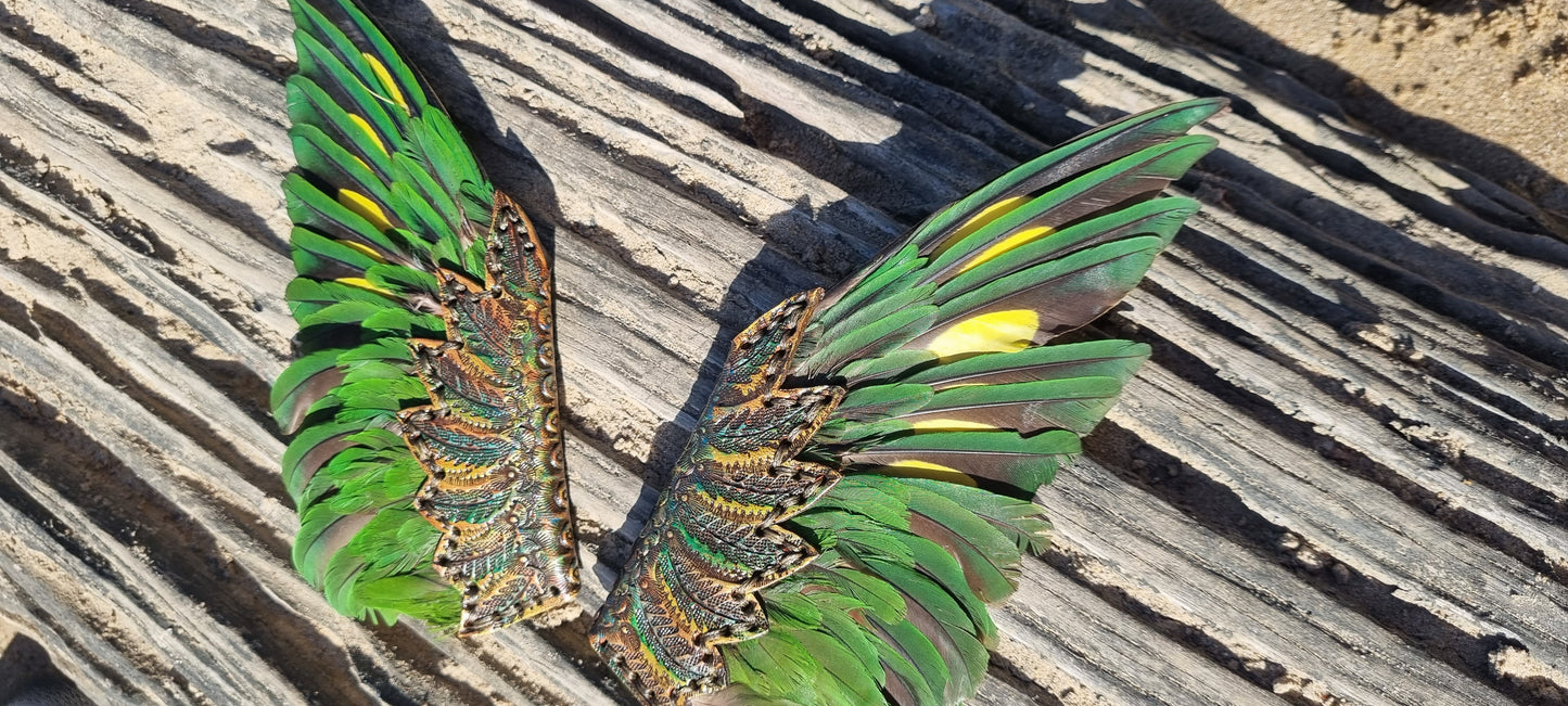 Lorikeet wing smudge fans