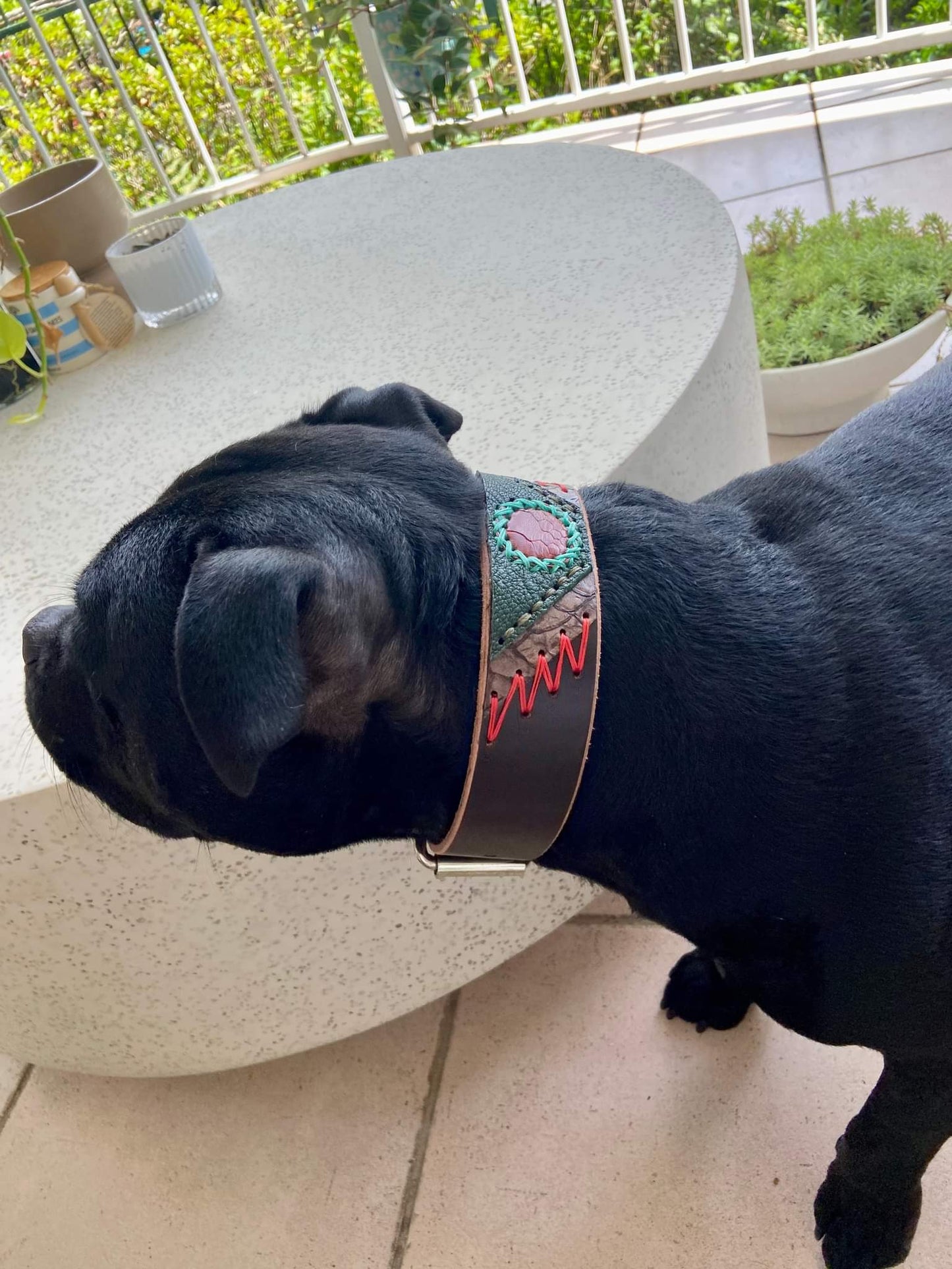 Custom Dog Collar